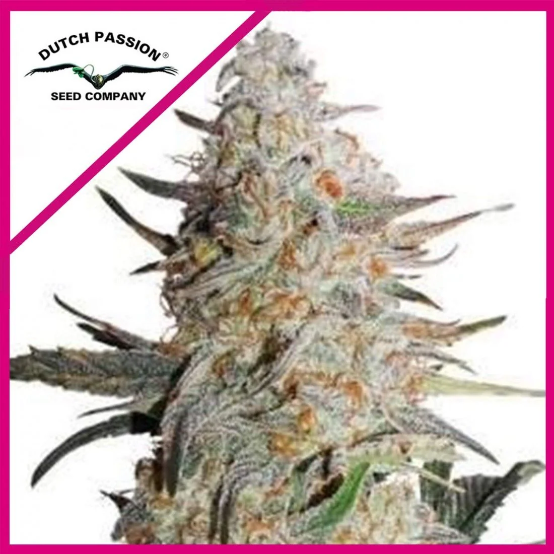 Critical Orange Punch Fem -Dutch Passion X3 1