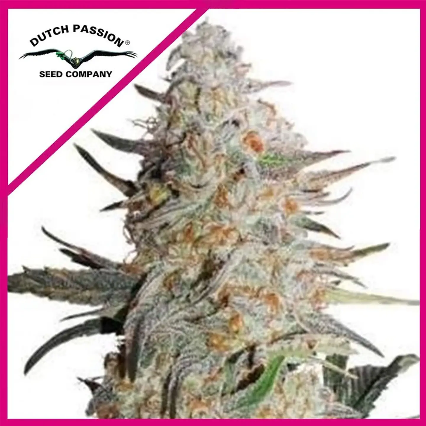 Critical Orange Punch Fem -Dutch Passion X3 1