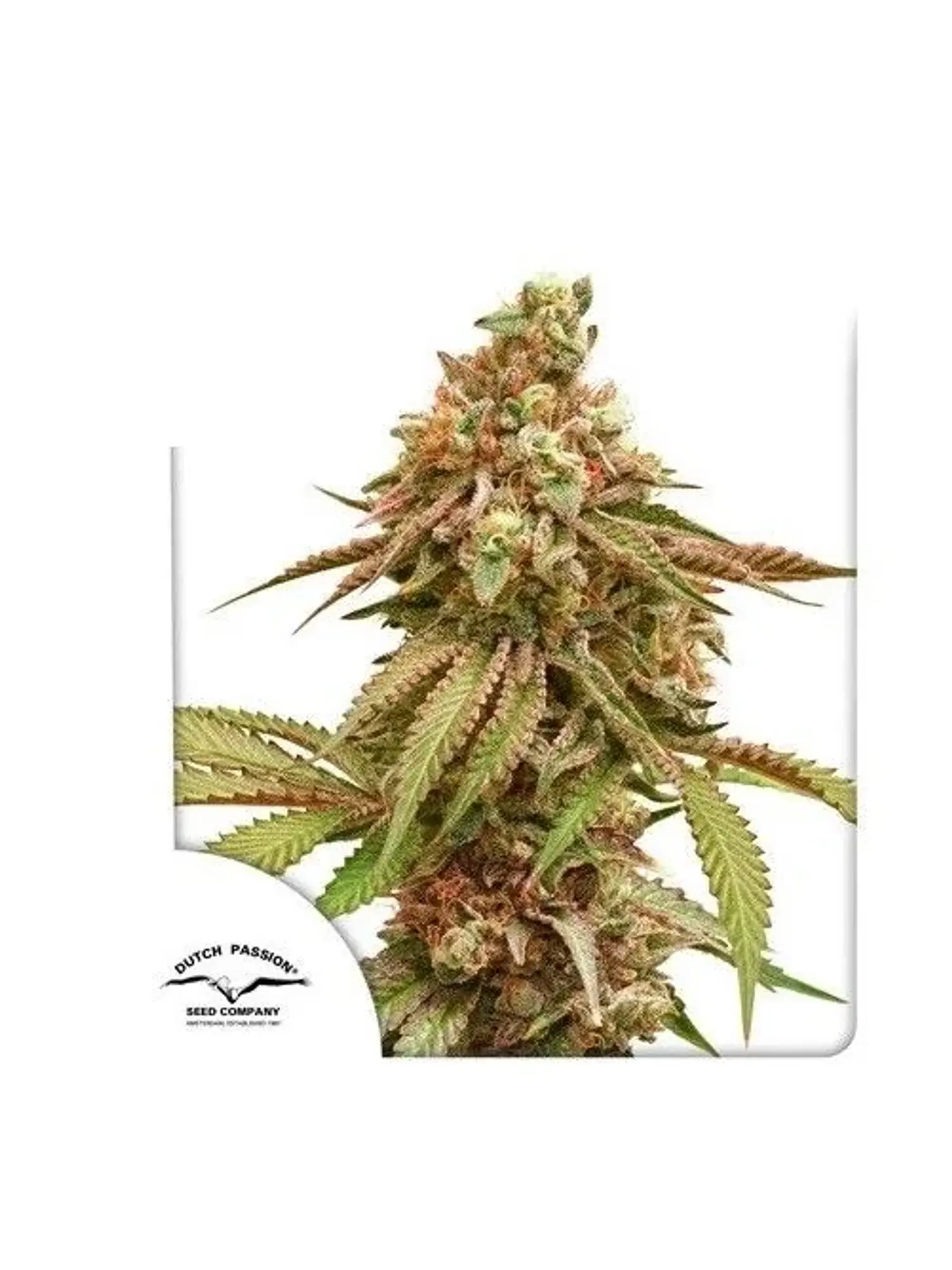 Tropical Tangie Fem -Dutch Passion X3 1