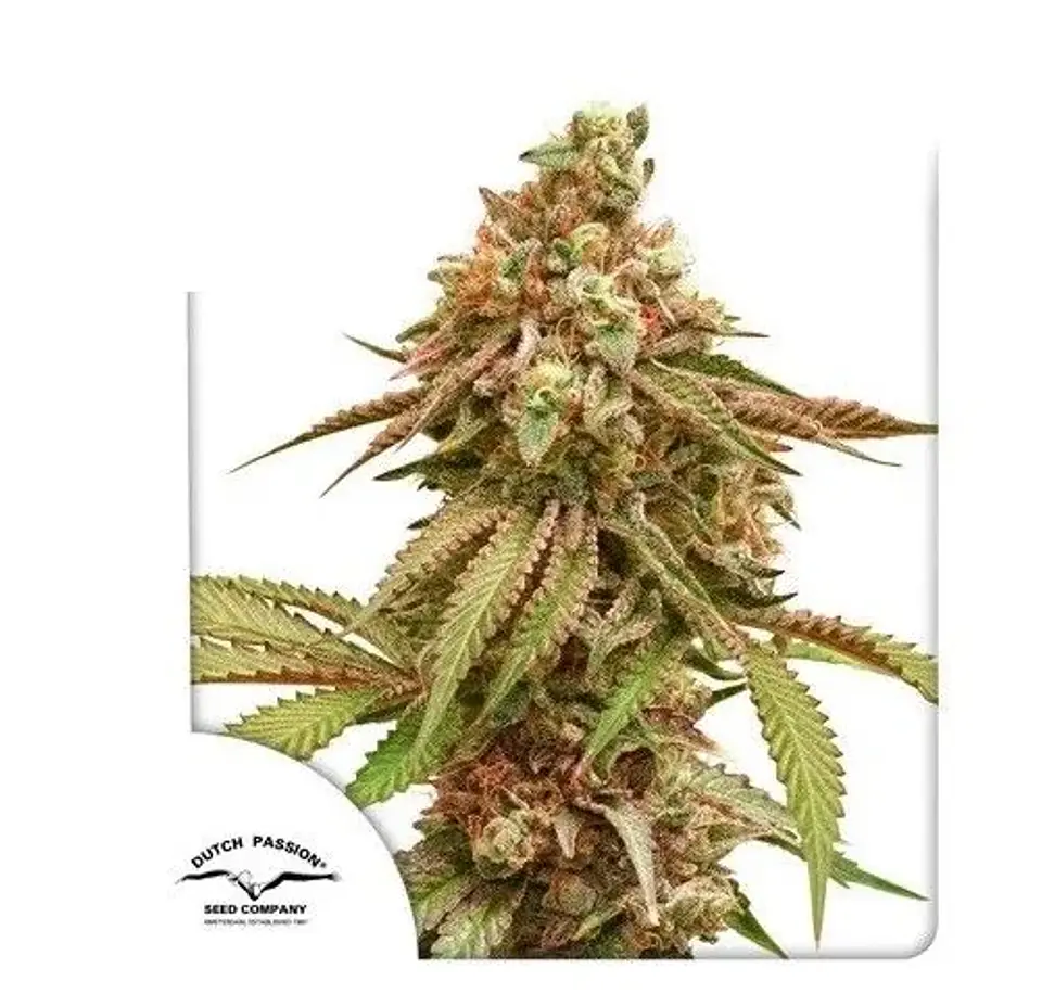 Tropical Tangie Fem -Dutch Passion X3 1