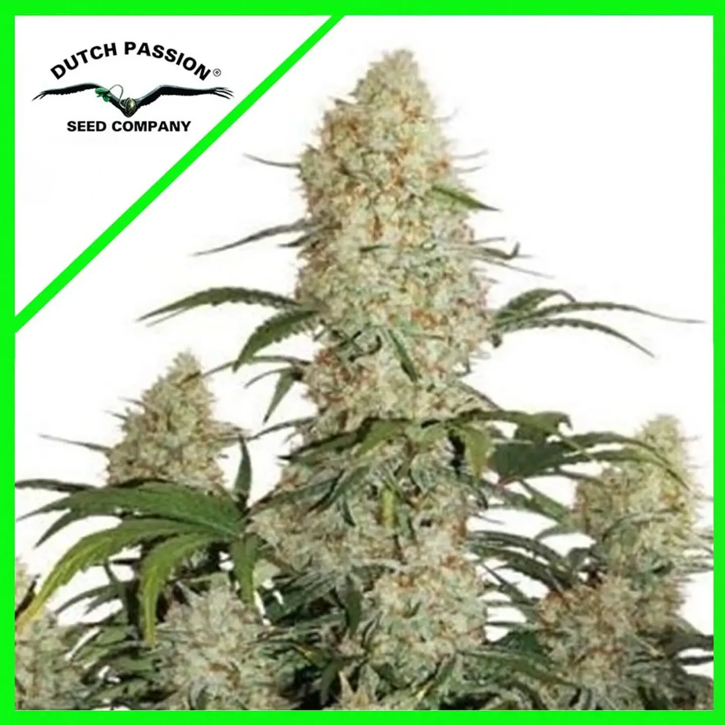 Critical Orange Punch Auto -Dutch Passion X3 1