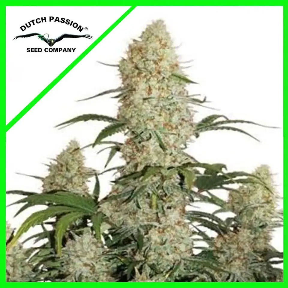 Critical Orange Punch Auto -Dutch Passion X3 1