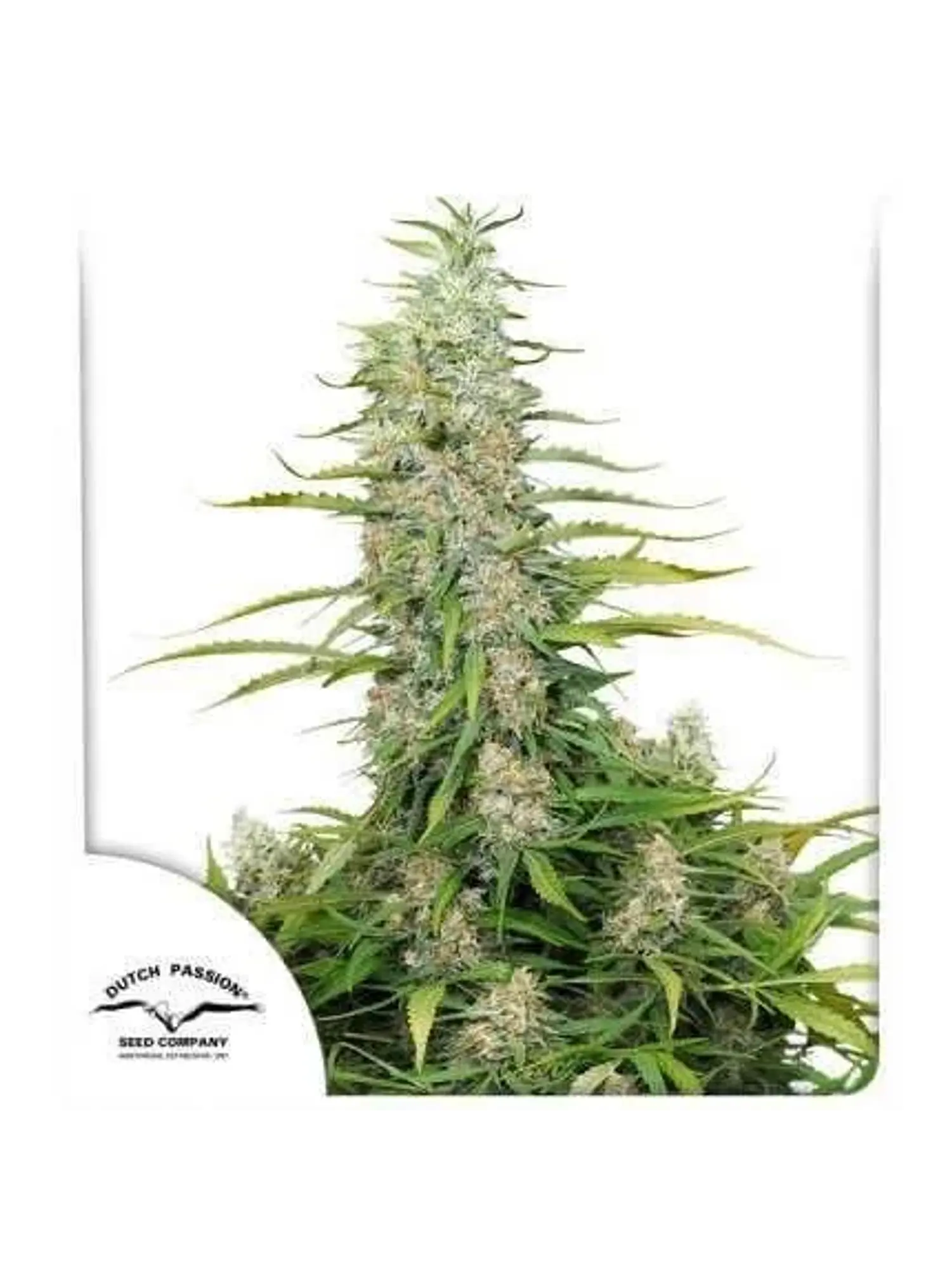 C-Vibez Fem -Dutch Passion X3 1
