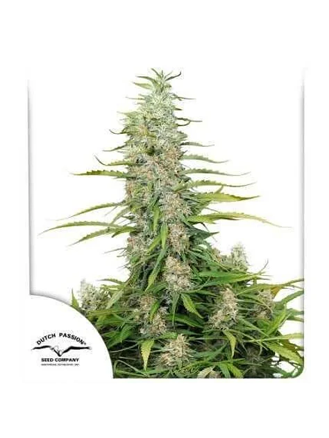 C-Vibez Fem -Dutch Passion X3 1