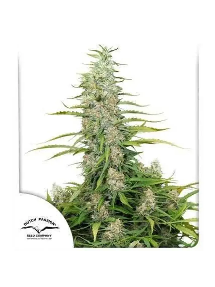 C-Vibez Fem -Dutch Passion X3 1