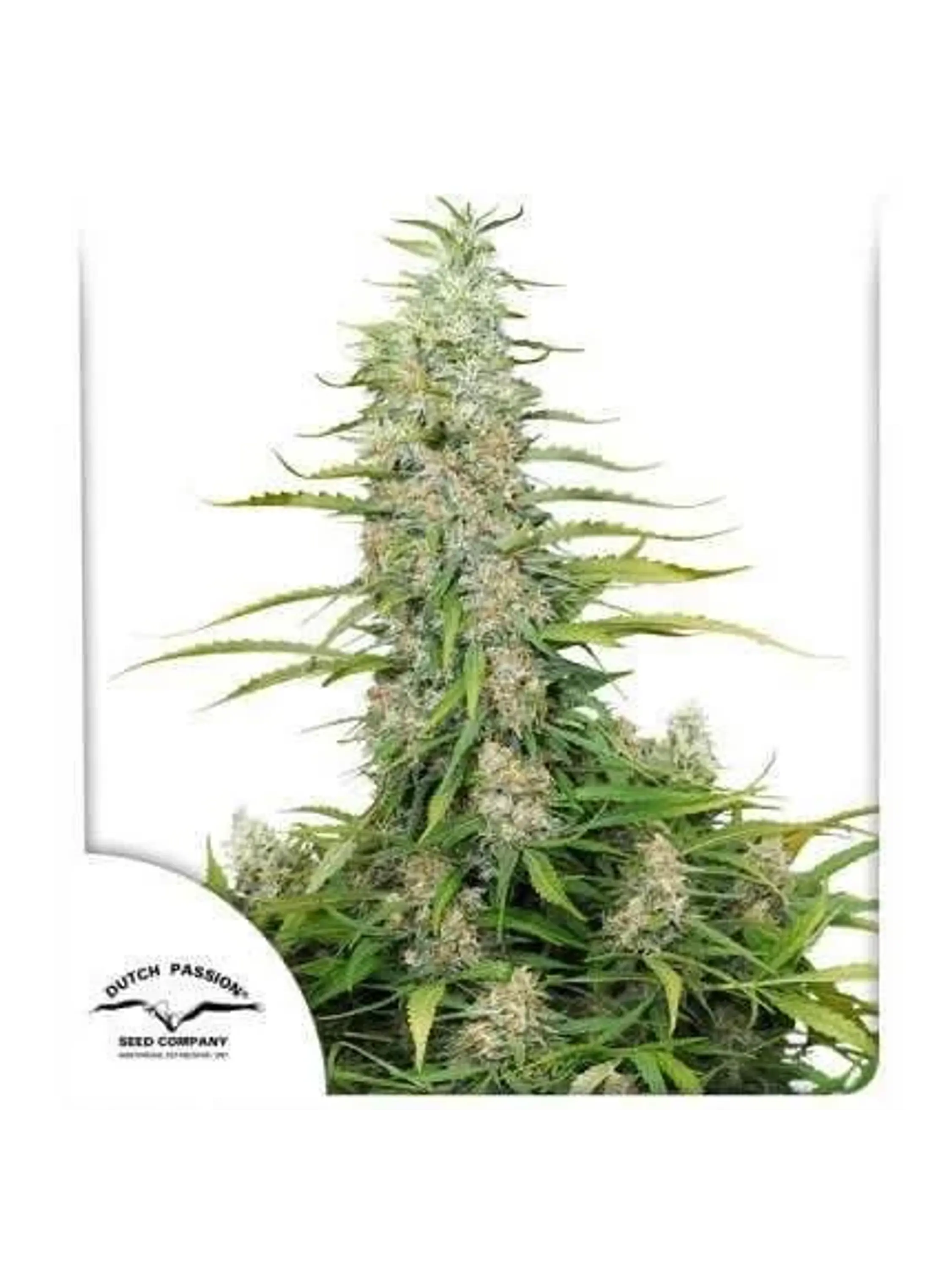 Cinderella Jack Auto -Dutch Passion X3 1