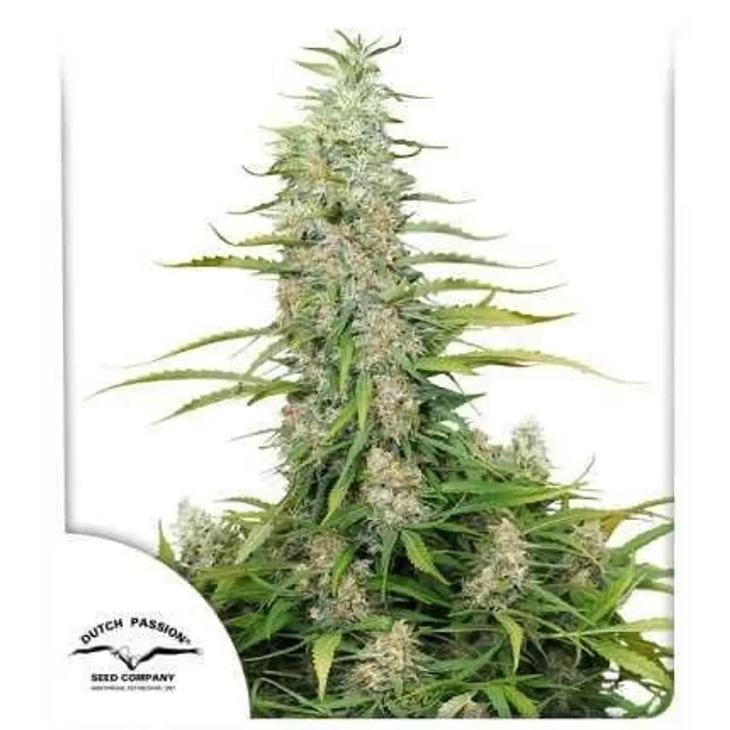 Cinderella Jack Auto -Dutch Passion X3 1