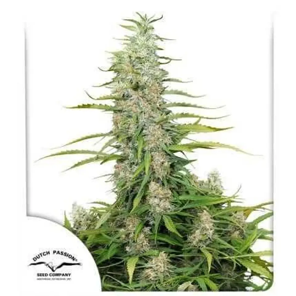Cinderella Jack Auto -Dutch Passion X3 1