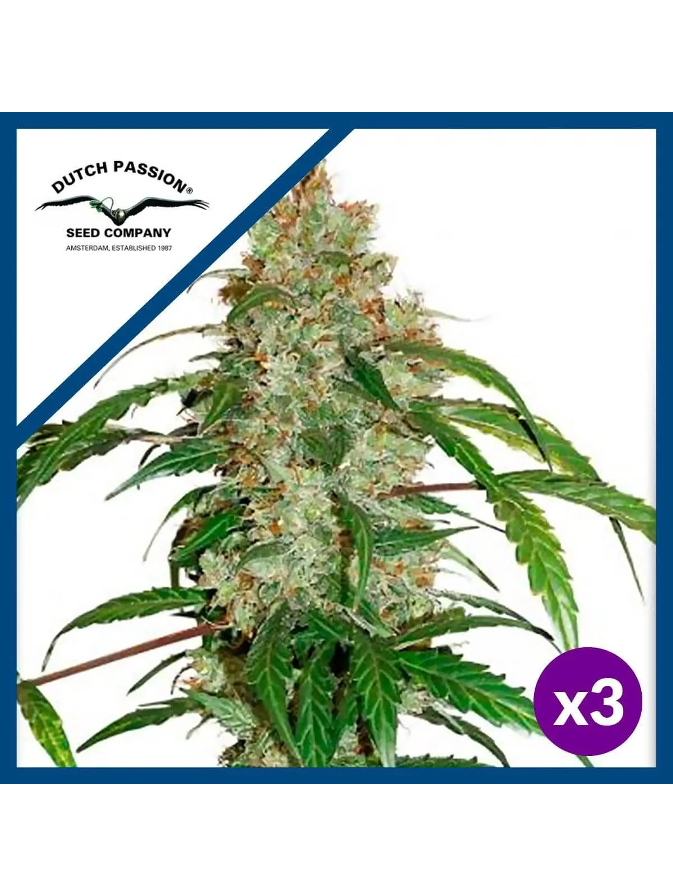 Cbd White Widow Auto -Dutch Passion X3 1