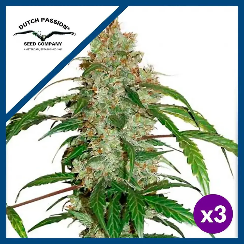 Cbd White Widow Auto -Dutch Passion X3 1