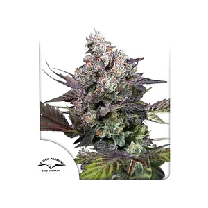 Candy Bubatz Xl Fem -Dutch Passion X3