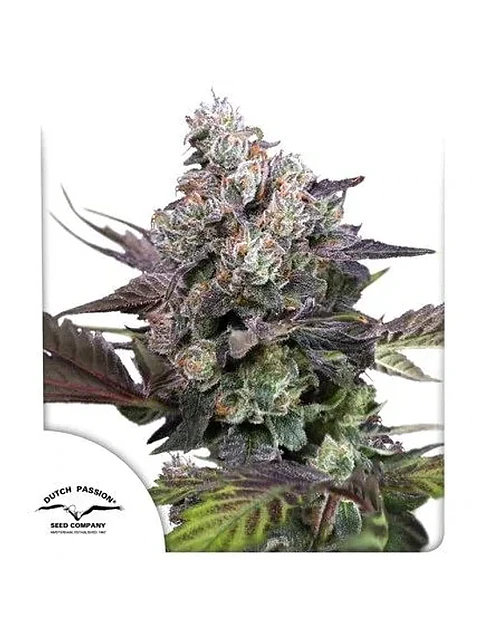 Candy Bubatz Xl Fem -Dutch Passion X3