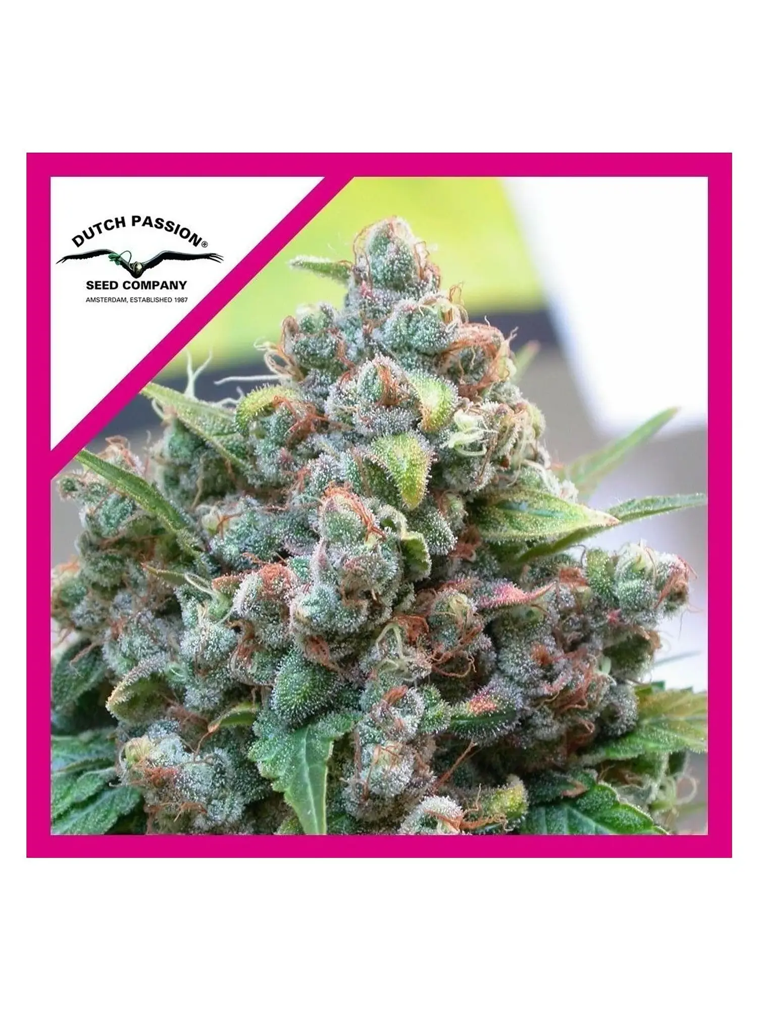 White Widow Fem -Dutch Passion X3 1