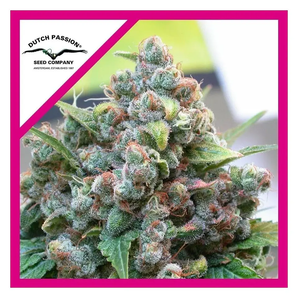 White Widow Fem -Dutch Passion X3 1