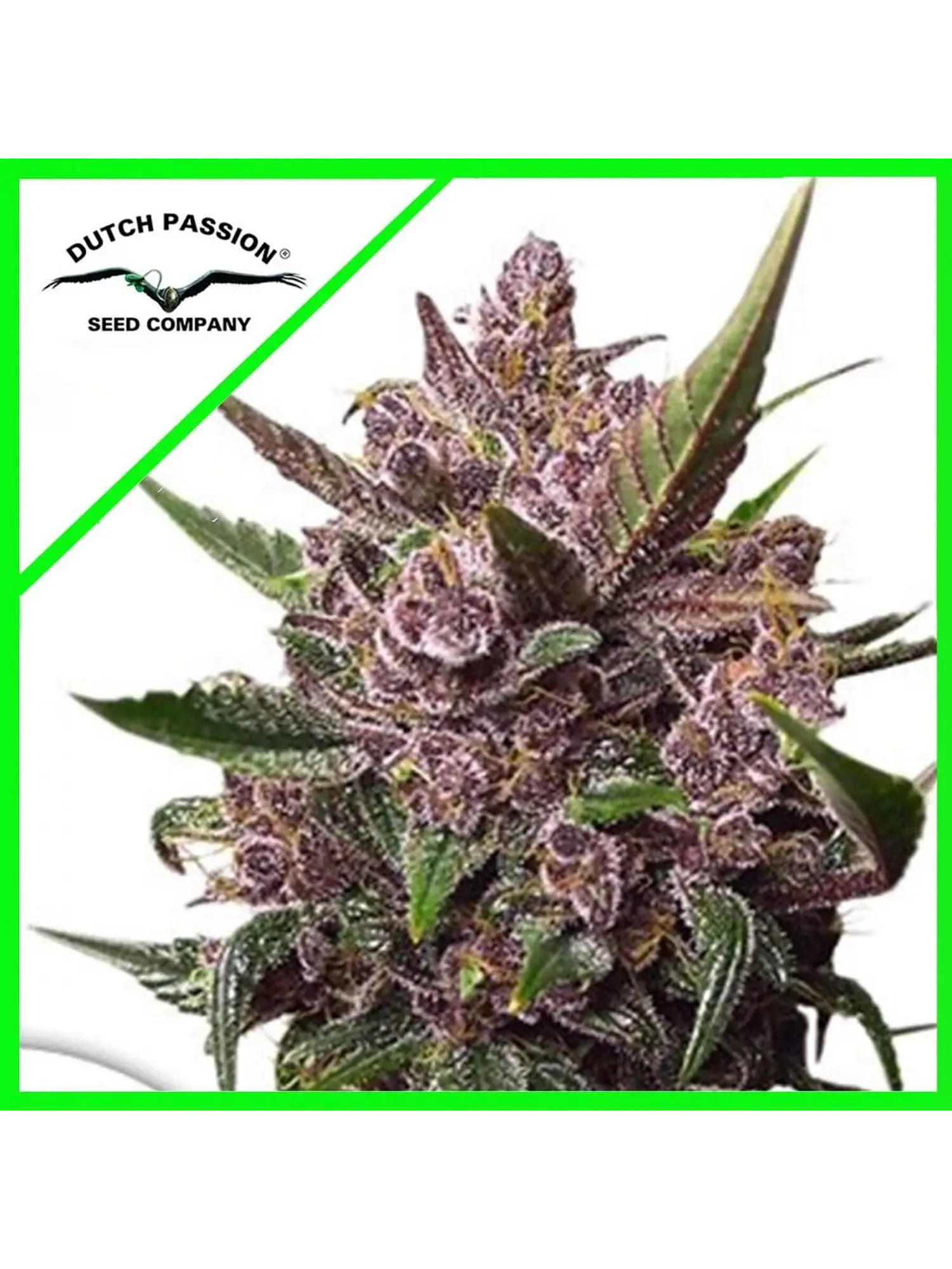 Blackberry Kush Auto -Dutch Passion X3 1