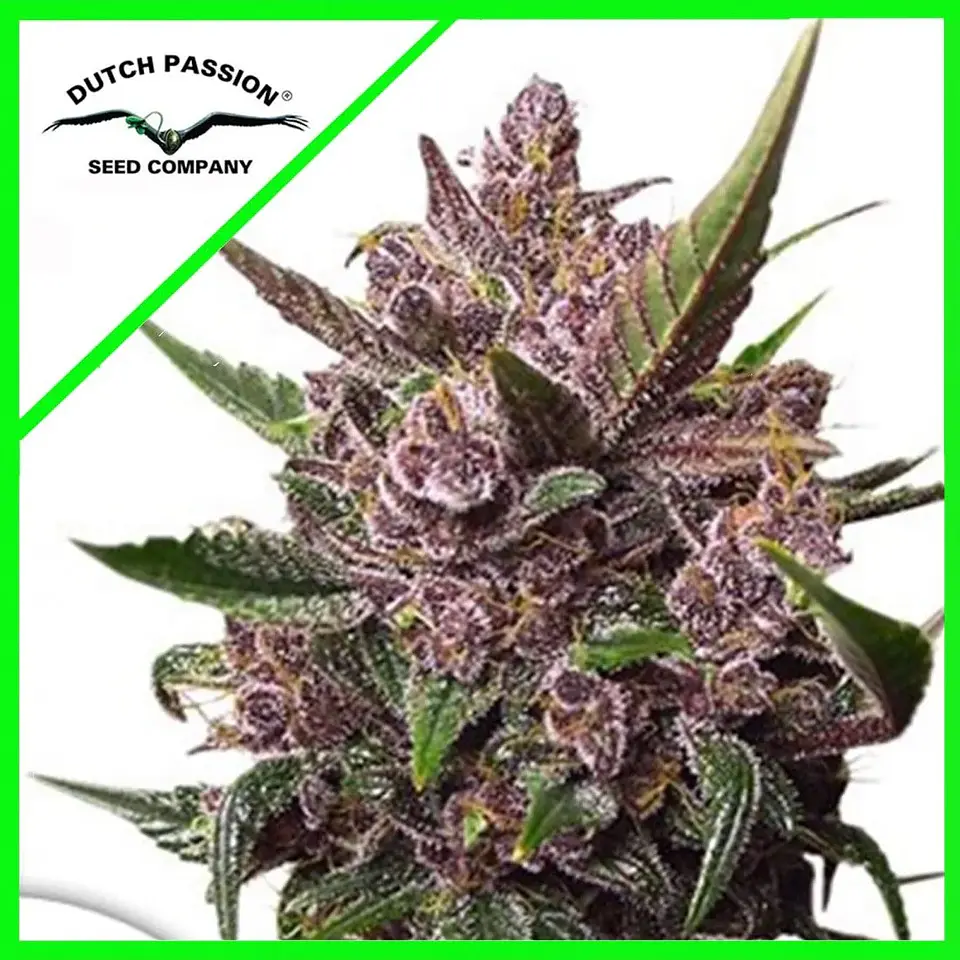 Blackberry Kush Auto -Dutch Passion X3 1