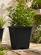 Maceta Profesional Cuadrada Negra medidas variadas- Kasvi - Miniatura 17