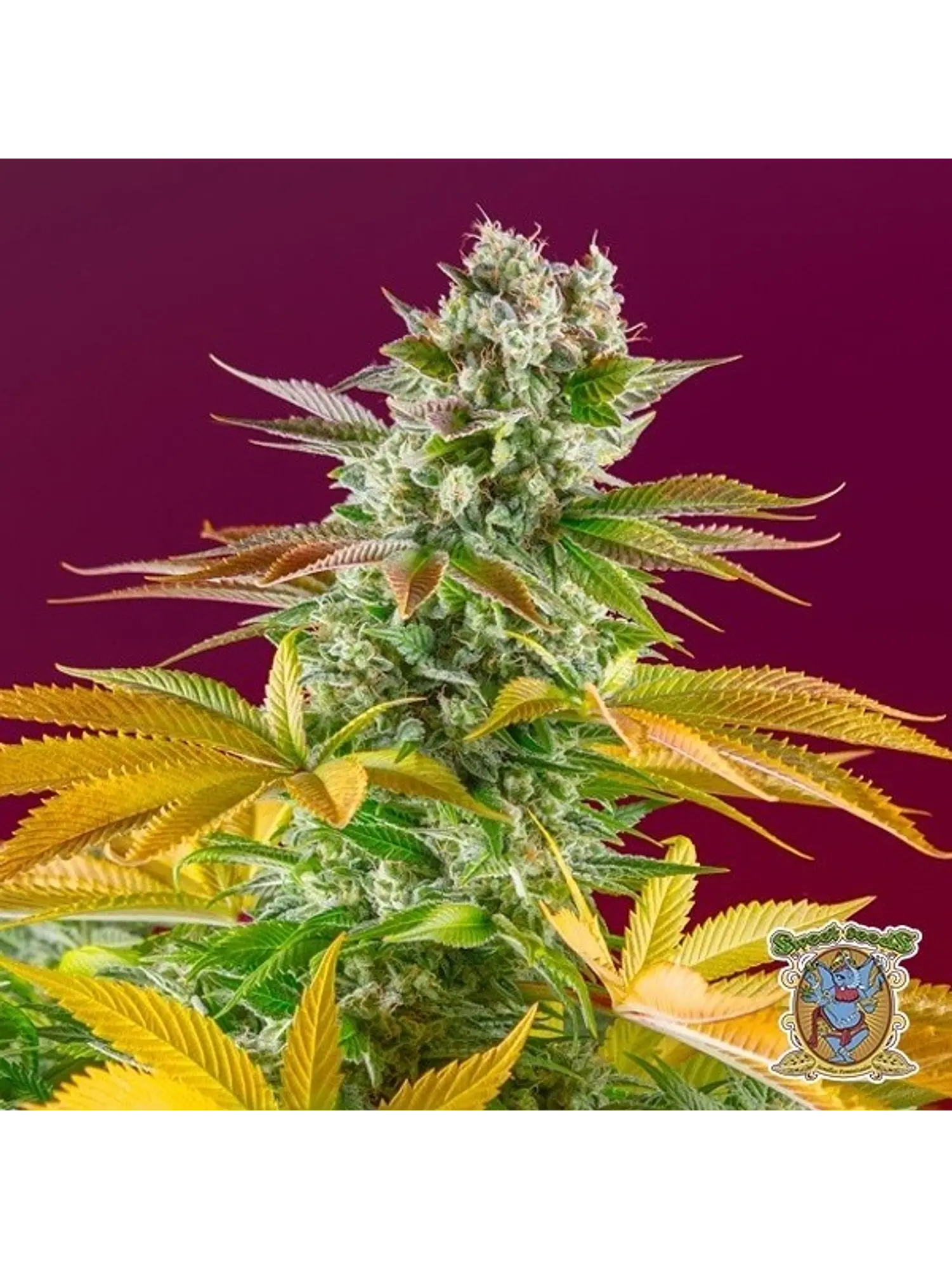 GORILLA GIRL F1 FAST VERSION X25-SWEET SEEDS 3