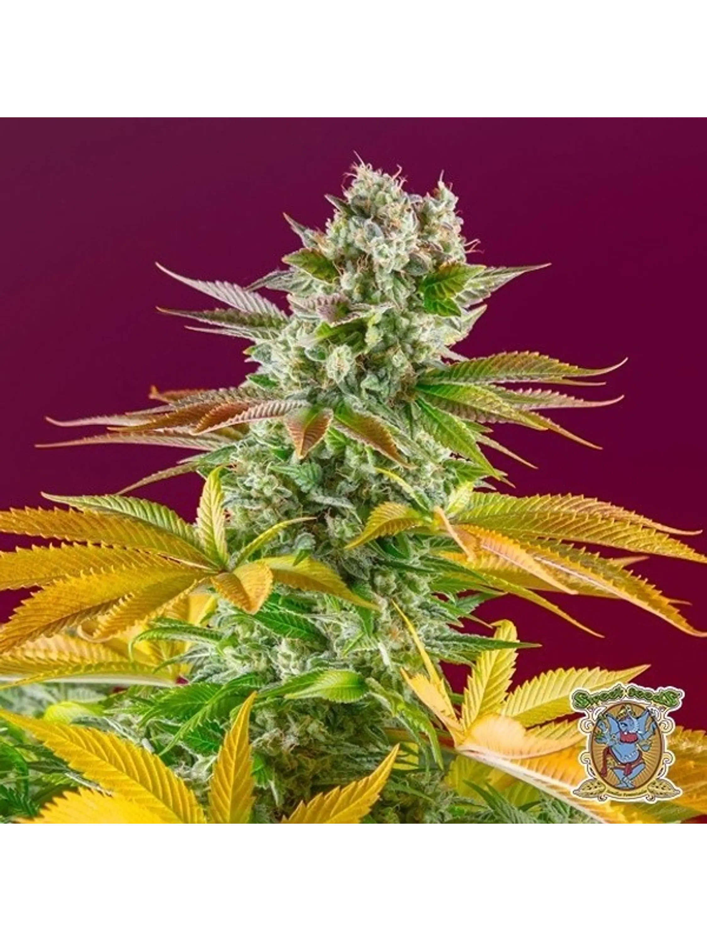 GORILLA GIRL F1 FAST VERSION X25-SWEET SEEDS 3