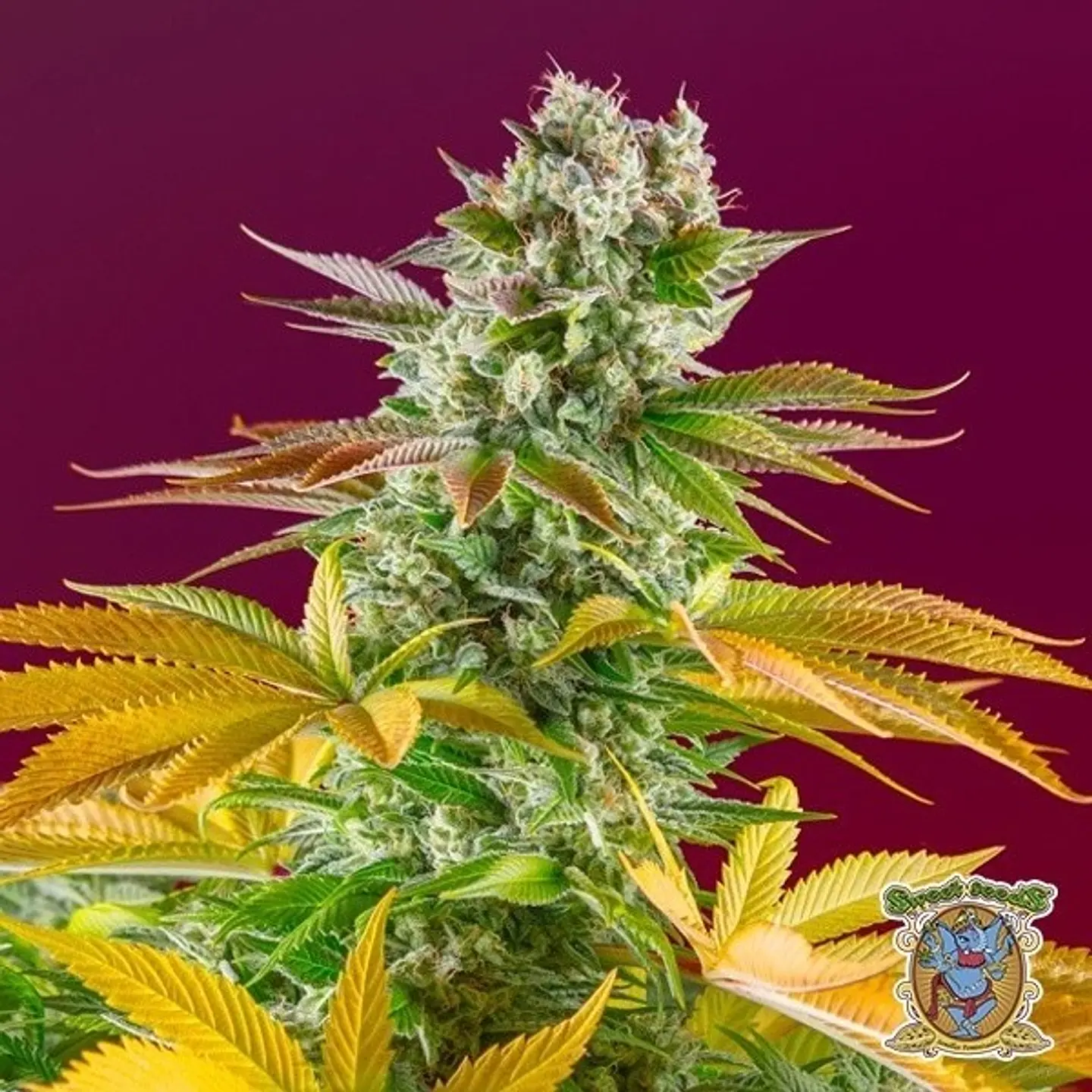 GORILLA GIRL F1 FAST VERSION (X25/X3+1) -SWEET SEEDS 3
