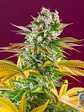 GORILLA GIRL F1 FAST VERSION X25-SWEET SEEDS - Miniatura 3