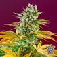 GORILLA GIRL F1 FAST VERSION X25-SWEET SEEDS - Miniatura 3