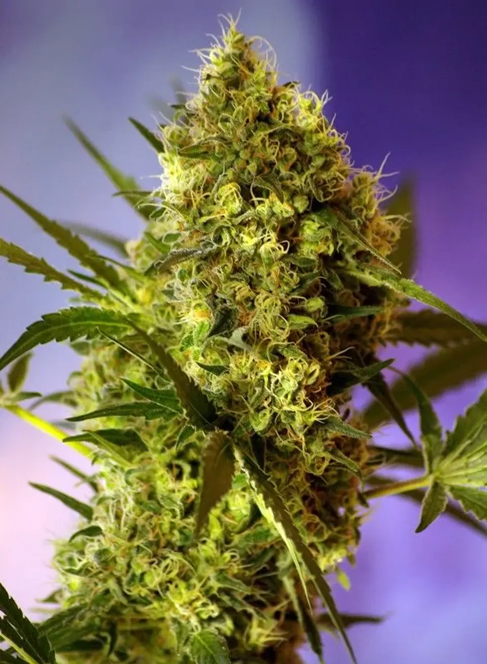 Big Devil 2 Auto -Sweet Seeds (X100/X25/X3+1) 3