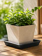 Plato Cuadrado Negro 5-7 Lt (18x18cm) - Miniatura 2