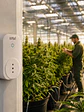 Timer Wifi-Kasvi - Miniatura 2