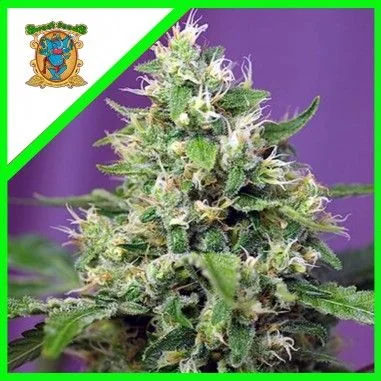 Sweet Amnesia Haze Xl Auto -Sweet Seeds (X25/X5+2) 3