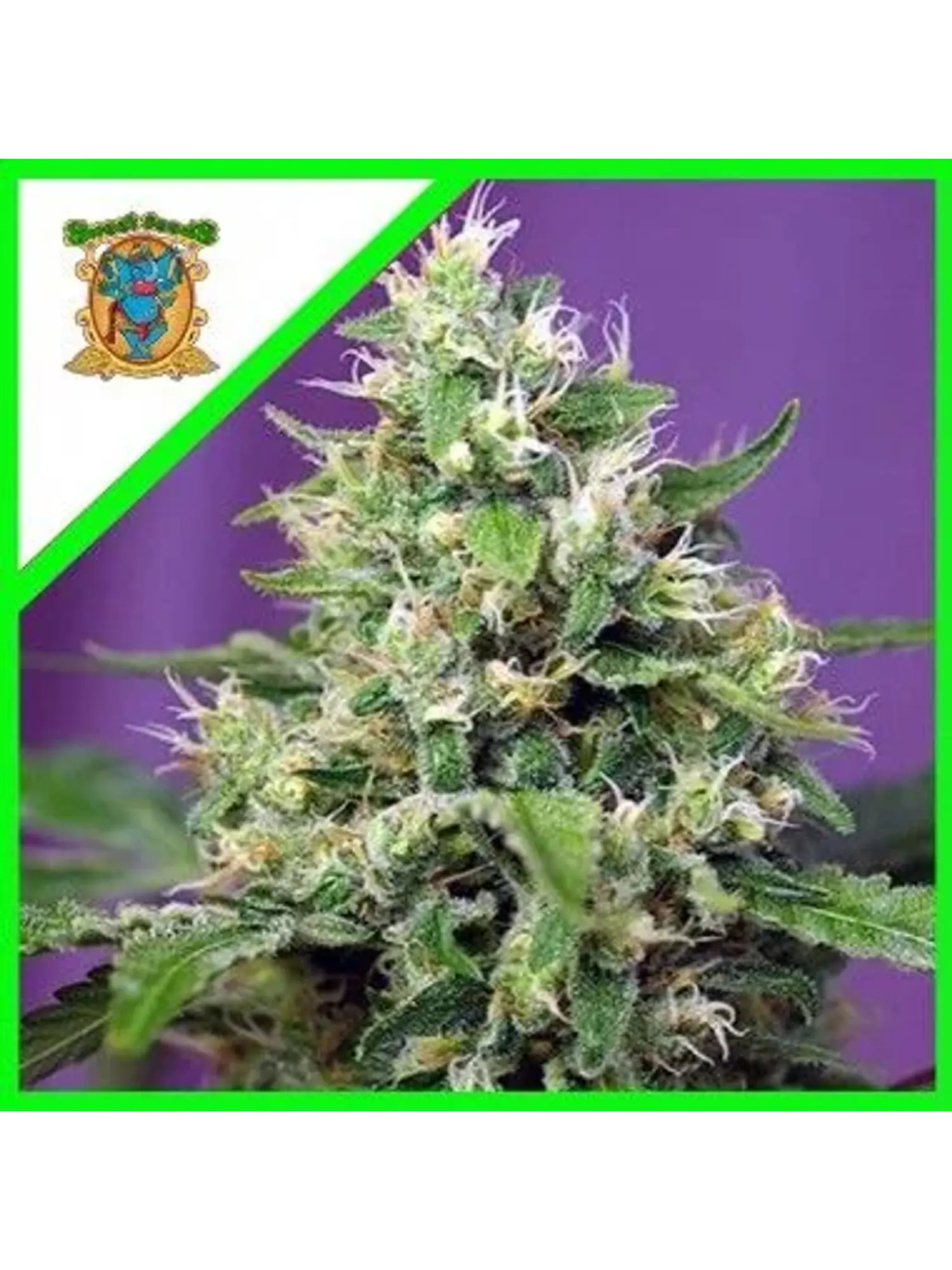 Sweet Amnesia Haze Xl Auto -Sweet Seeds (X25/X5+2) 3