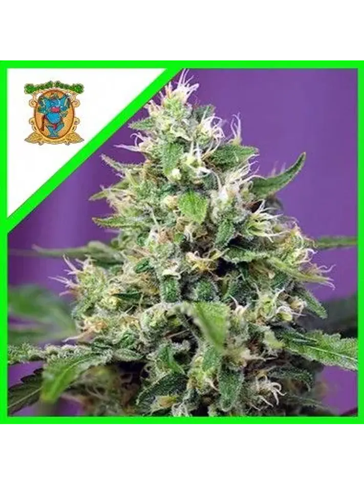 Sweet Amnesia Haze Xl Auto -Sweet Seeds (X25/X5+2) 3