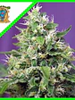 Sweet Amnesia Haze Xl Auto -Sweet Seeds (X25/X5+2) - Miniatura 3