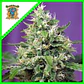 Sweet Amnesia Haze Xl Auto -Sweet Seeds (X25/X5+2) - Miniatura 3