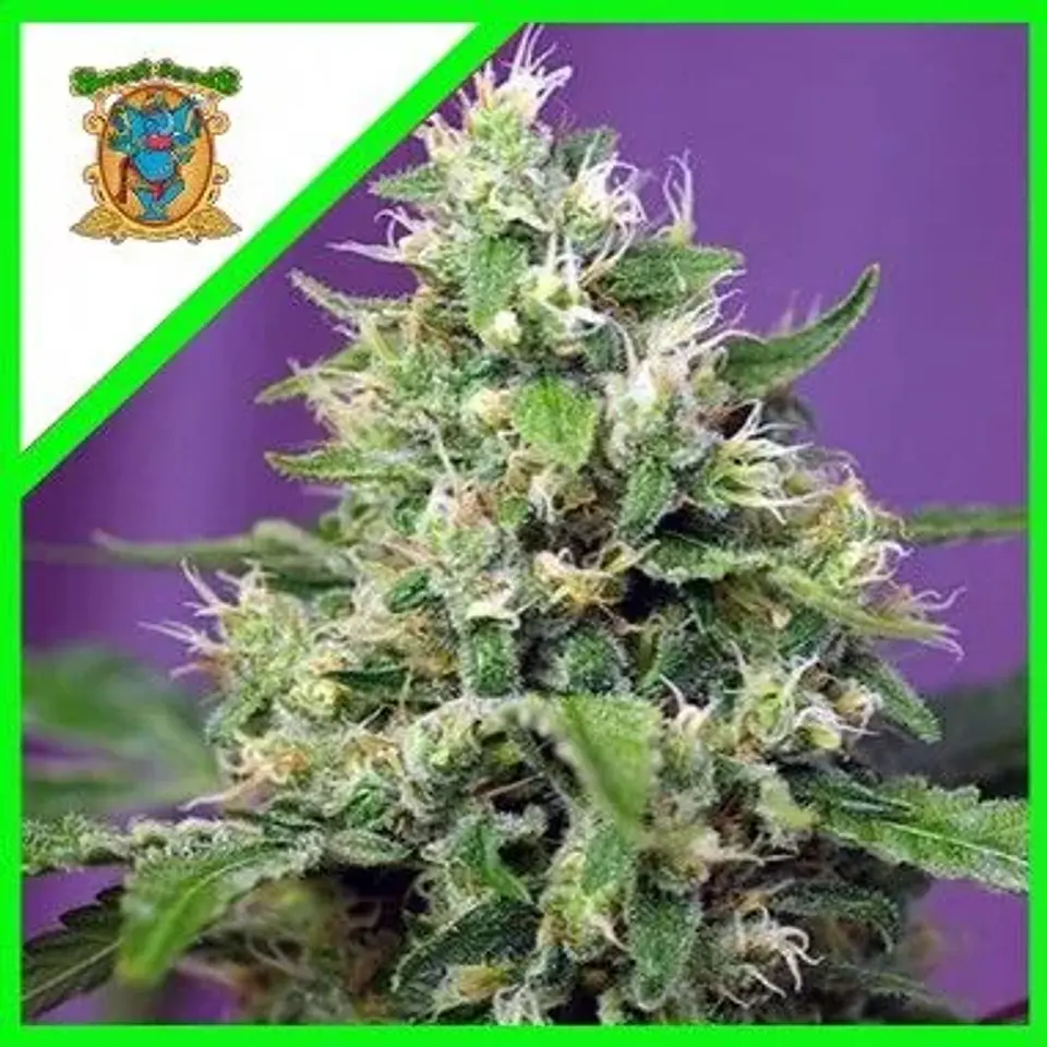 Sweet Amnesia Haze Xl Auto -Sweet Seeds (X25/X5+2/X3+1) 3