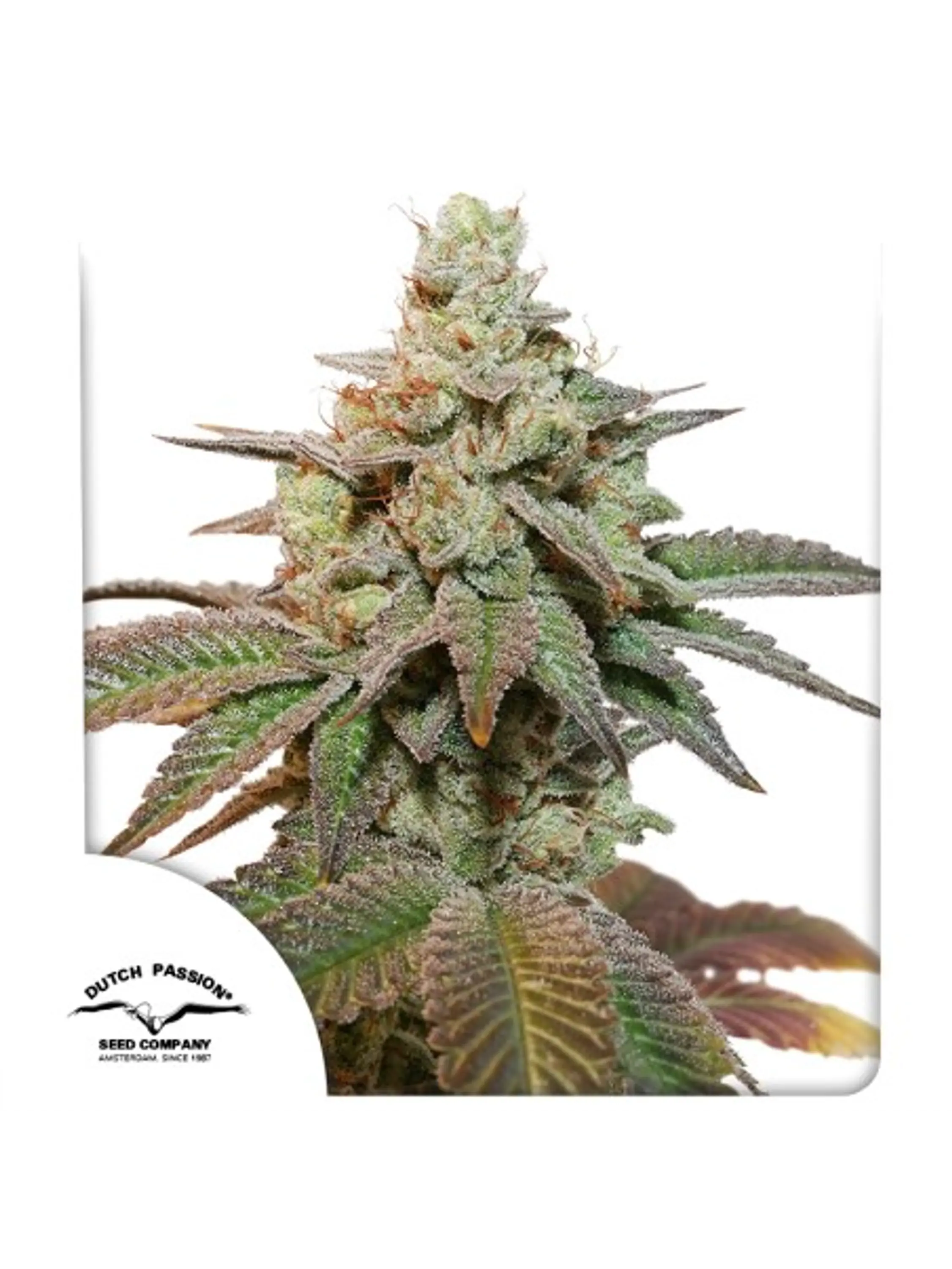 KEROSENE KRASH AUTO X3- DUTCH PASSION 1