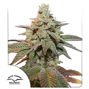 KEROSENE KRASH AUTO X3- DUTCH PASSION