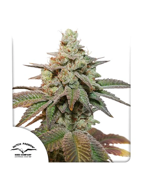 KEROSENE KRASH AUTO X3- DUTCH PASSION 1