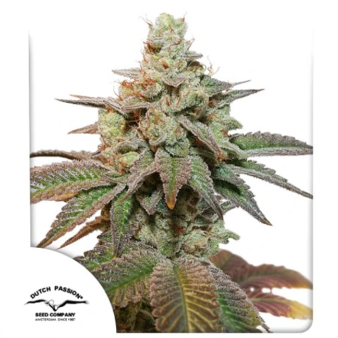 KEROSENE KRASH AUTO X3- DUTCH PASSION