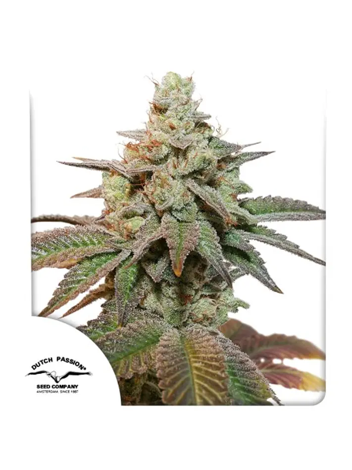 KEROSENE KRASH AUTO X3- DUTCH PASSION 1