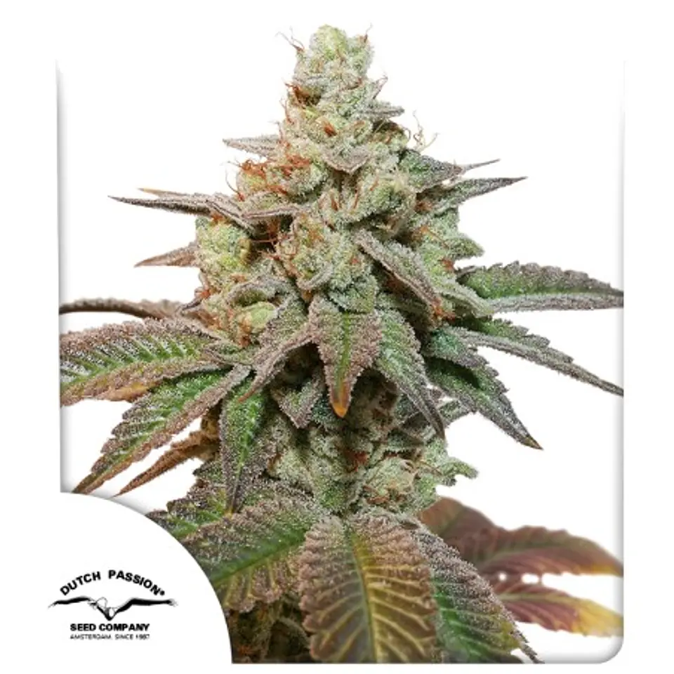 KEROSENE KRASH AUTO X3- DUTCH PASSION 1