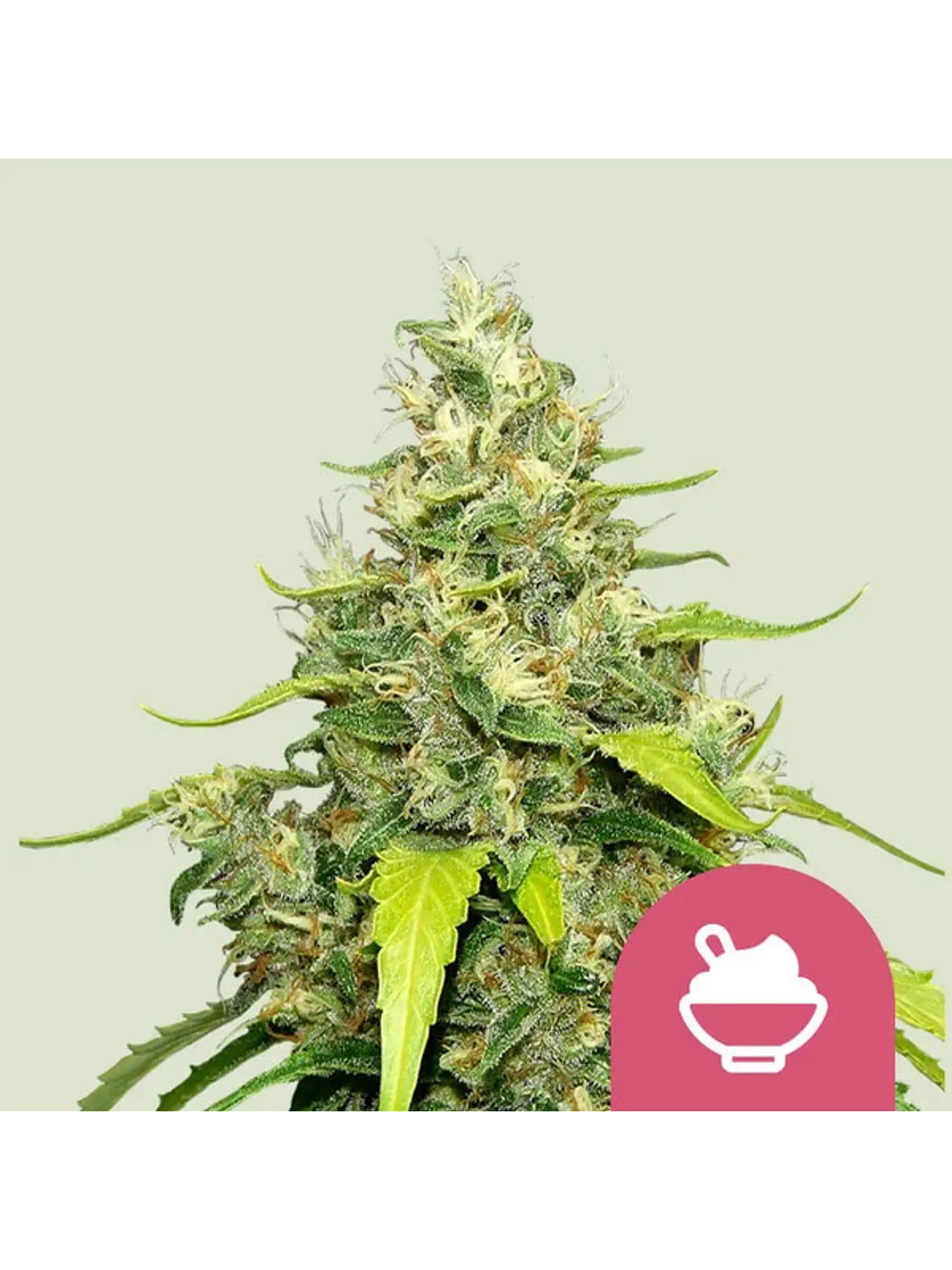 BLUE GELATO FEM X1 - ROYAL QUEEN SEEDS 1