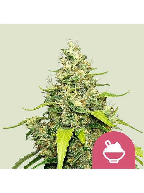 BLUE GELATO FEM X1 - ROYAL QUEEN SEEDS 1