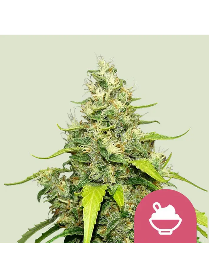 BLUE GELATO FEM X1 - ROYAL QUEEN SEEDS 1