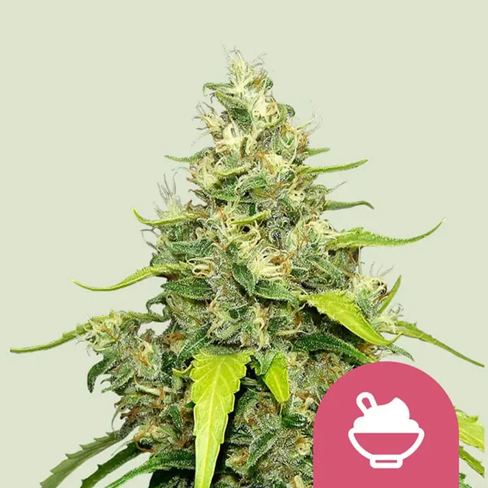 BLUE GELATO FEM X1 - ROYAL QUEEN SEEDS 1