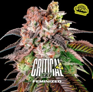 CRITICAL +2 FEM X7 - BSF 1