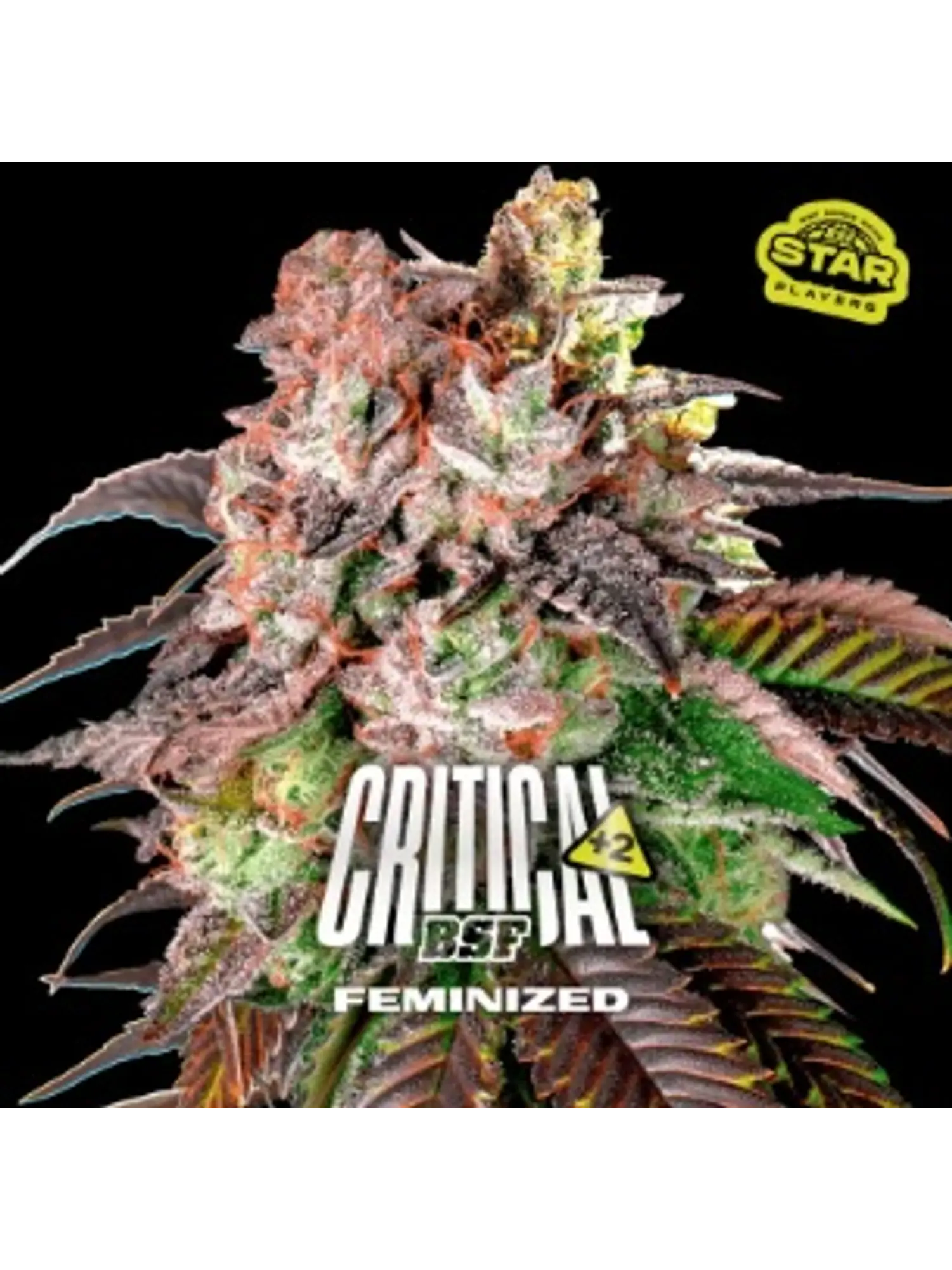 CRITICAL +2 FEM X7 - BSF 1