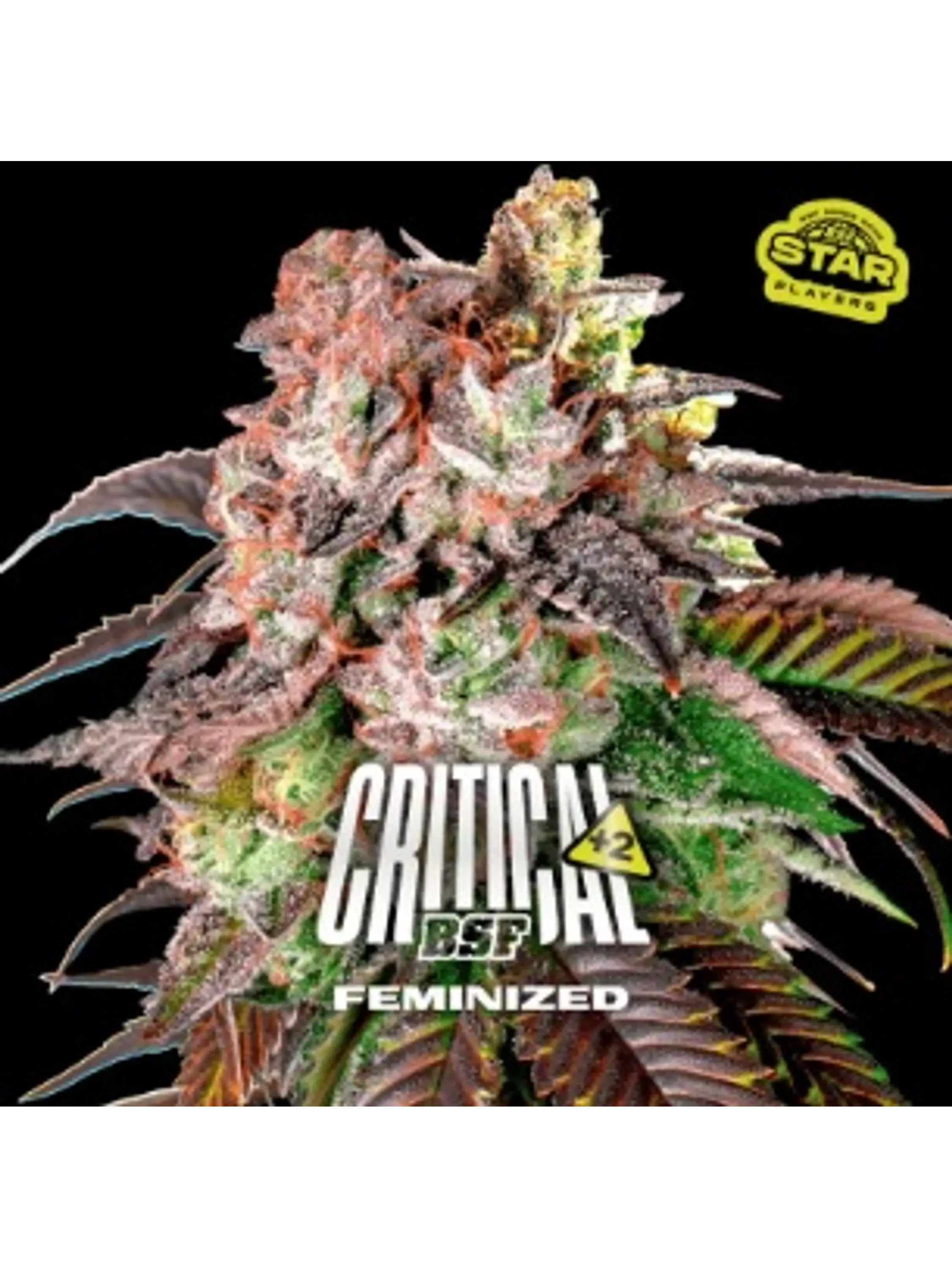 CRITICAL +2 FEM X7 - BSF 1
