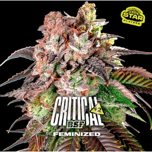 CRITICAL +2 FEM X7 - BSF