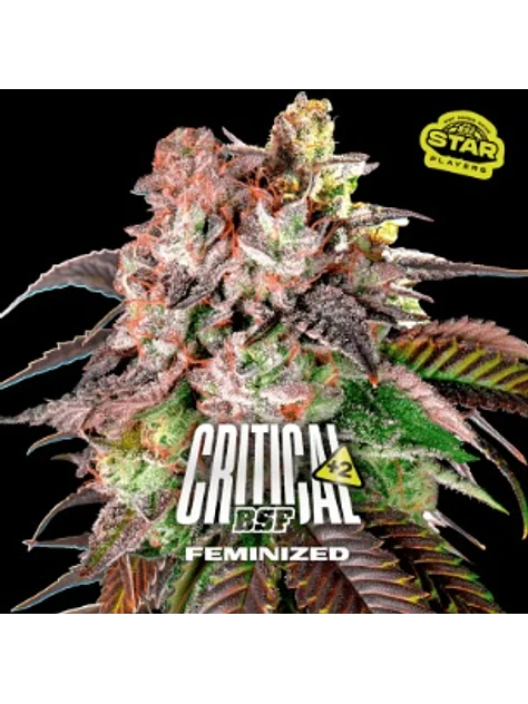 CRITICAL +2 FEM X7 - BSF 1